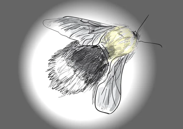 白色背景上的大黄蜂 — 图库矢量图片