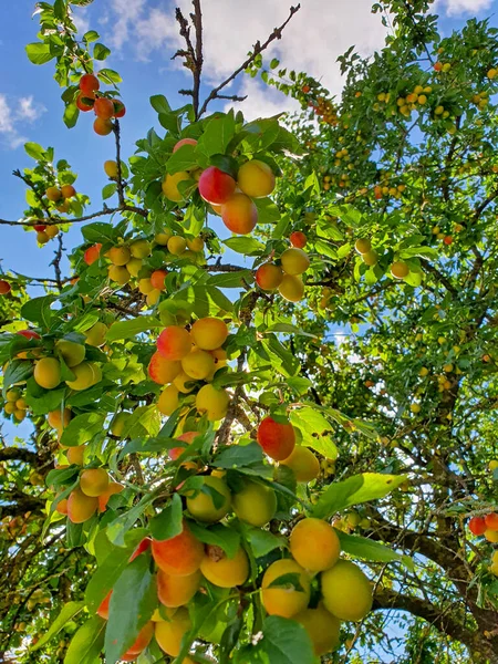 Kirschpflaume Auf Einem Zweig — Stockfoto