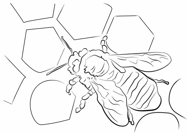 Иллюстрация Пчелы — стоковый вектор