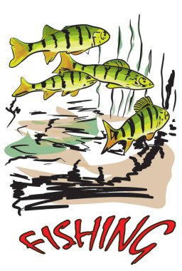 Nehirde küçük yırtıcı levrek