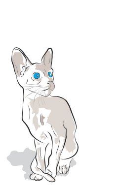 Beyaz arka planda doğulu kedi