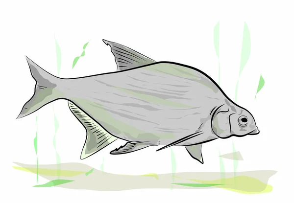 Eine Illustration Eines Fisches — Stockvektor