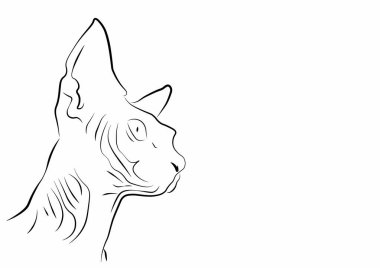 Bir sfenks kedisinin kafası.