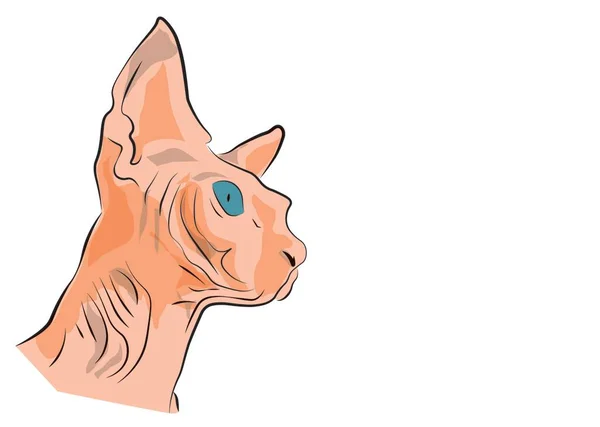 Cabeza Del Gato Esfinge — Vector de stock