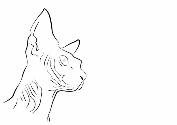 Une Tête Chat Sphynx — Image vectorielle