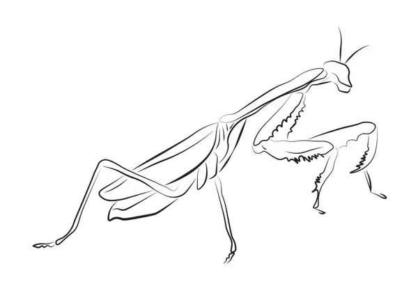 Mantis Religiosa Aislada Blanco — Archivo Imágenes Vectoriales