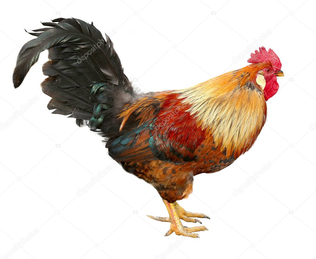 Colorful beautiful male rooster isolated on white background