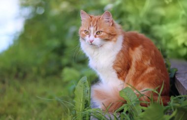Yaz yeşil çim kedi. Sarı gözlü güzel kırmızı kedi