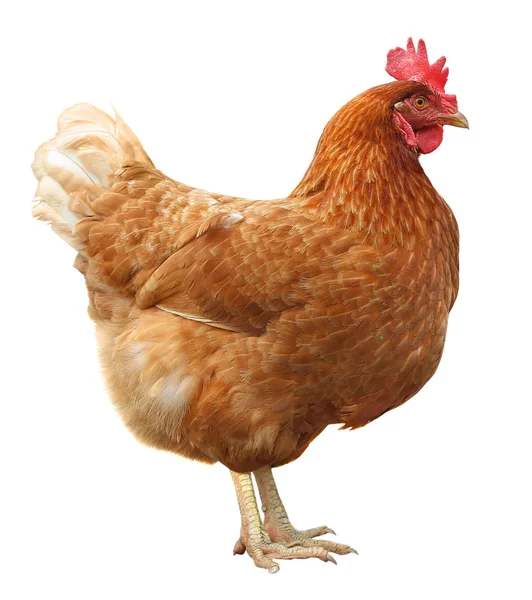 Gallina bruna isolata su sfondo bianco . — Foto Stock