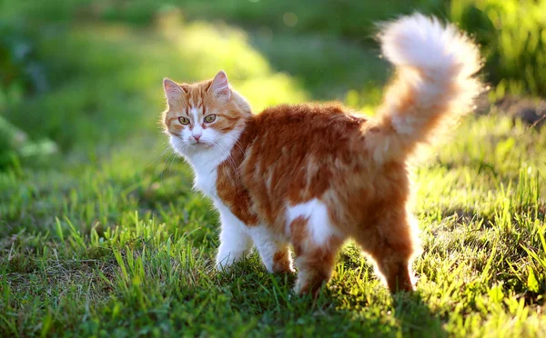 Cat in Green Grass en verano. Hermoso gato rojo con ojos amarillos —  Fotos de Stock