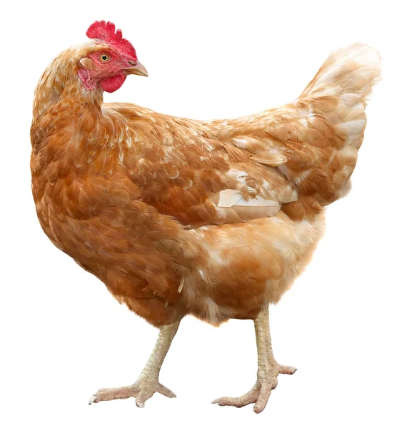 Gallina bruna isolata su sfondo bianco . — Foto Stock