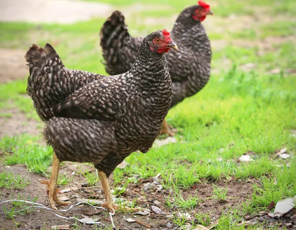 Galinha marrom à procura de comida no quintal da fazenda. Galinhas. livre alcance galo e galinhas — Fotografia de Stock