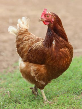 Kahverengi tavuk çiftlik avlusunda yiyecek arıyor. Tavuklar. Serbest Penis ve Tavuklar