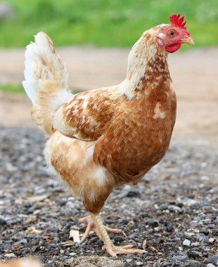 Kahverengi tavuk çiftlik avlusunda yiyecek arıyor. Tavuklar. Serbest Penis ve Tavuklar