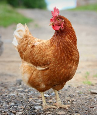 Kahverengi tavuk çiftlik avlusunda yiyecek arıyor. Tavuklar. Serbest Penis ve Tavuklar