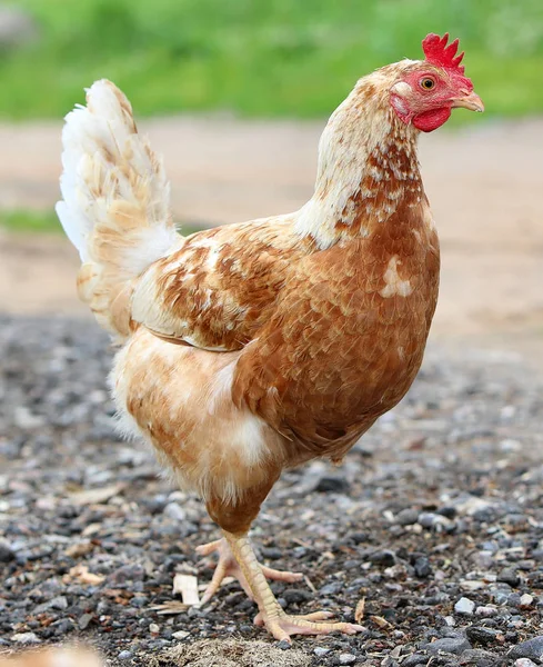 Brown hen looking for food in the farm yard. Chickens. Free Range Cock and Hens — Stock Photo, Image