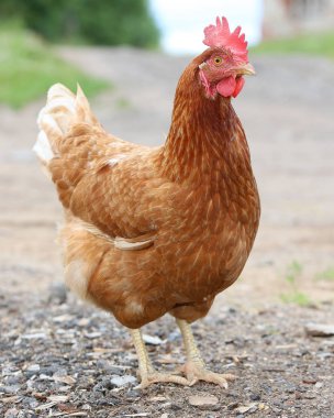 Kahverengi tavuk çiftlik avlusunda yiyecek arıyor. Tavuklar. Serbest Penis ve Tavuklar
