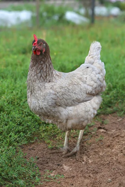 Grå hen letar mat på gården gården. Kycklingarna. Frigående kuk och höns — Stockfoto