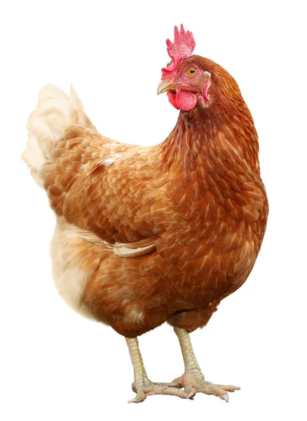 Bela galinha marrom isolado no fundo branco . — Fotografia de Stock