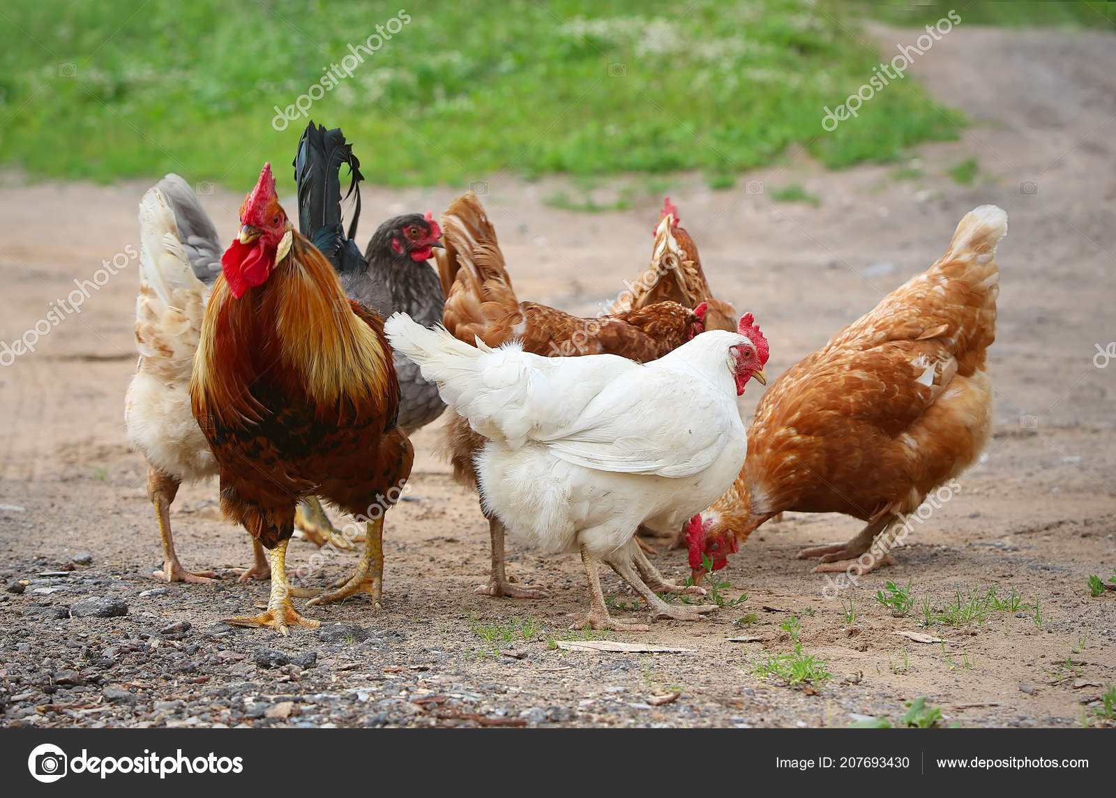Featured image of post Images Of Roosters And Hens / Jump to navigation jump to search.