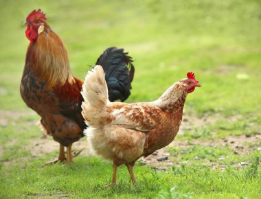 Horoz ve Tavuklar. Serbest Penis ve Tavuklar