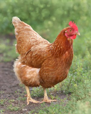 Kahverengi tavuk çiftlik avlusunda yiyecek arıyor. Tavuklar. Serbest Penis ve Tavuklar