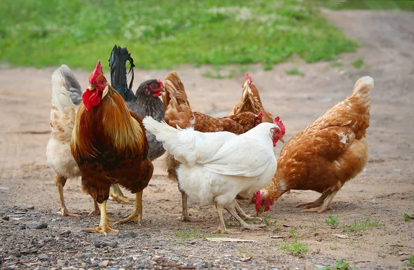 Rooster a Chickens. Volný výběh péro a slepice — Stock fotografie