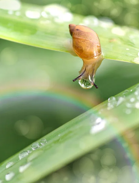 Little snail on green grass in dew drops, rainbow — Stock Photo, Image