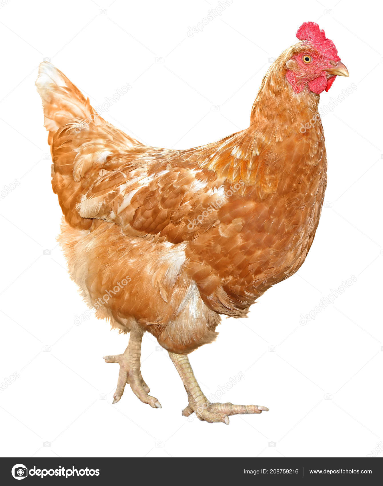 Full Body Brown Chicken Hen Standing Isolated White Background Use Stock Photo by ©NatalyaA 208759216 Full Body Brown Chicken Hen Standing Isolated White Background Use Stock Photo by ©NatalyaA 208759216