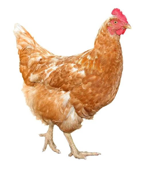 Corpo Pieno Gallina Gallina Bruna Piedi Isolato Sfondo Bianco Uso — Foto Stock