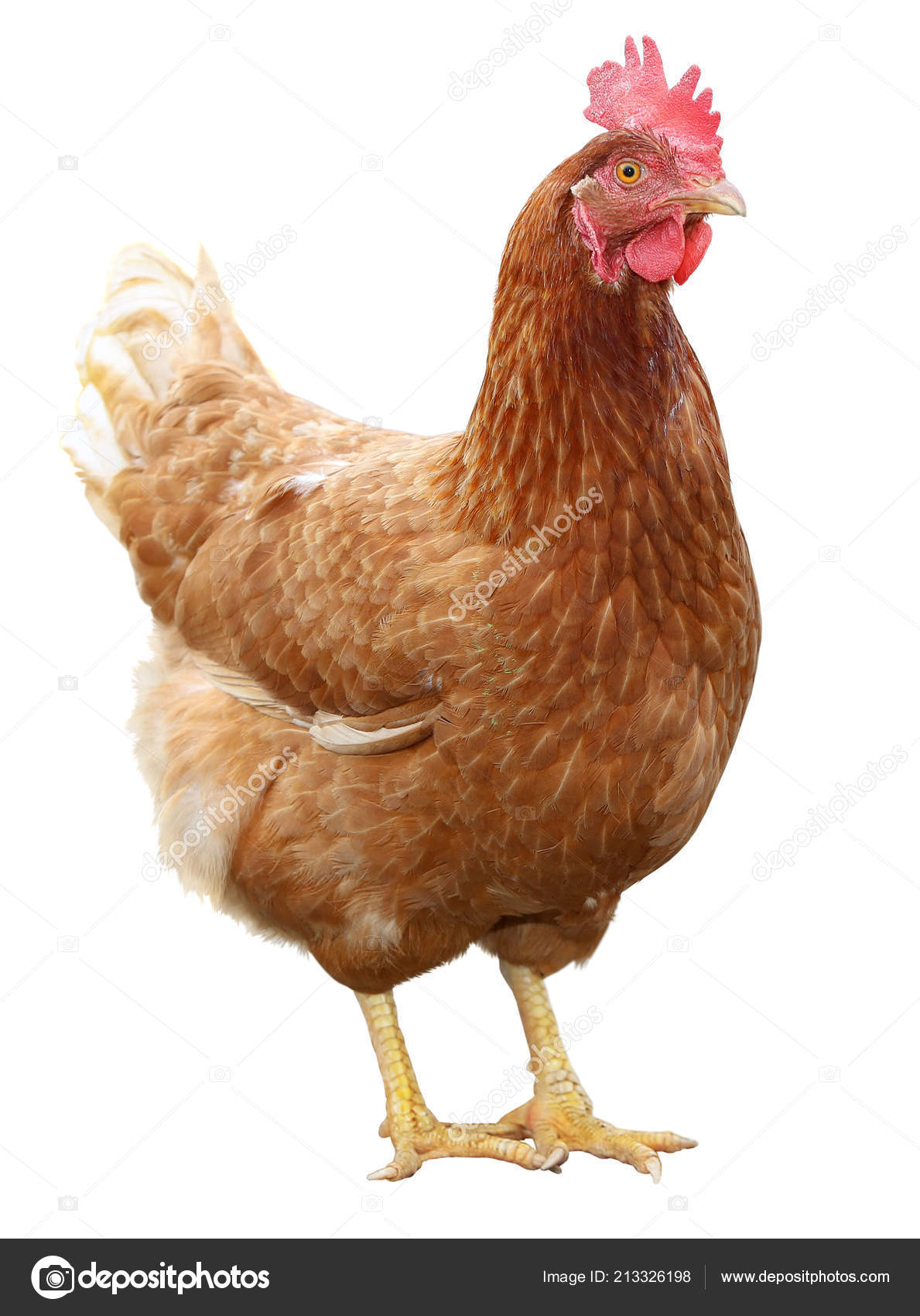 Beautiful Brown hen isolated on white background. Stock Photo by