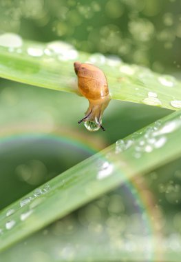 Küçük salyangoz çiğ yeşil çim üzerinde damla, gökkuşağı