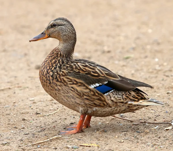 Closeup of a drake, Female Mallard, wild duck shooting outdoors. — Stock Photo, Image