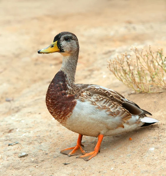 Mallard Duck, wild duck shooting outdoors. Closeup of drake — Stock Photo, Image