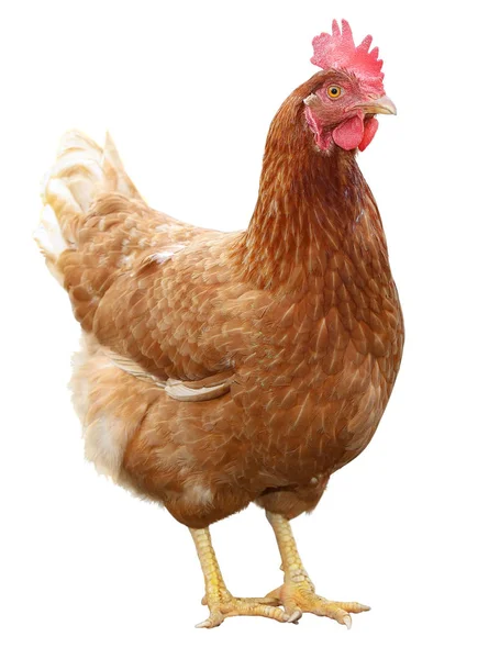 Bella gallina marrone isolata su sfondo bianco . — Foto Stock