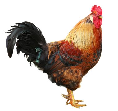 Beyaz arka plan üzerinde izole renkli güzel erkek horoz