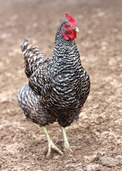 Galinha cinzenta à procura de comida no quintal da fazenda. Galinhas. livre alcance galo e galinhas — Fotografia de Stock