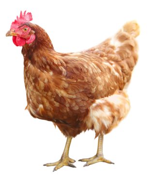 Beyaz arka plan üzerinde izole güzel kahverengi tavuk.