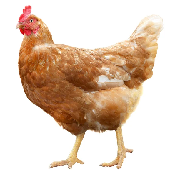 Bella gallina marrone isolata su sfondo bianco . — Foto Stock