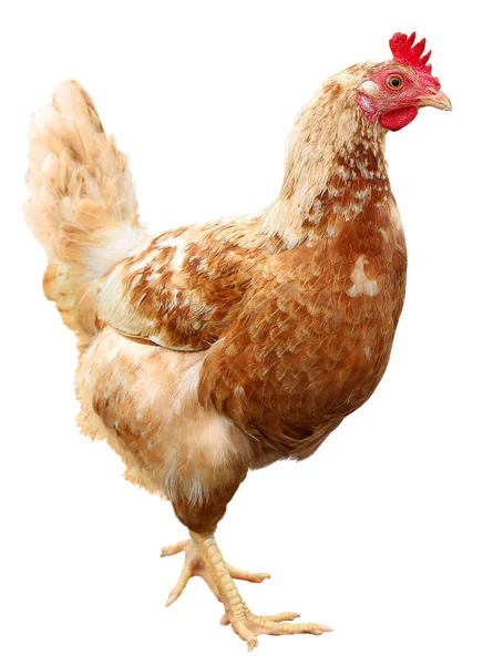 Bella gallina marrone isolata su sfondo bianco . — Foto Stock