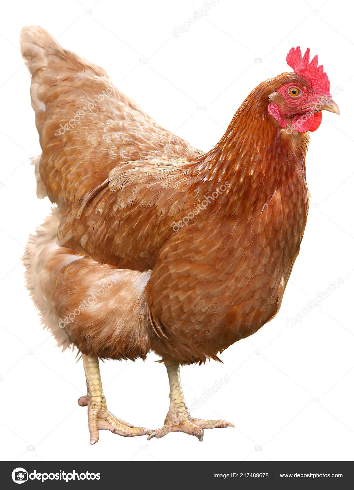 Beautiful Brown hen isolated on white background. Stock Photo by