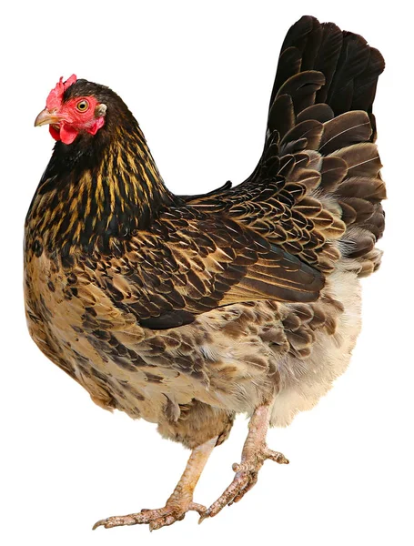 Bella gallina marrone isolata su sfondo bianco . — Foto Stock