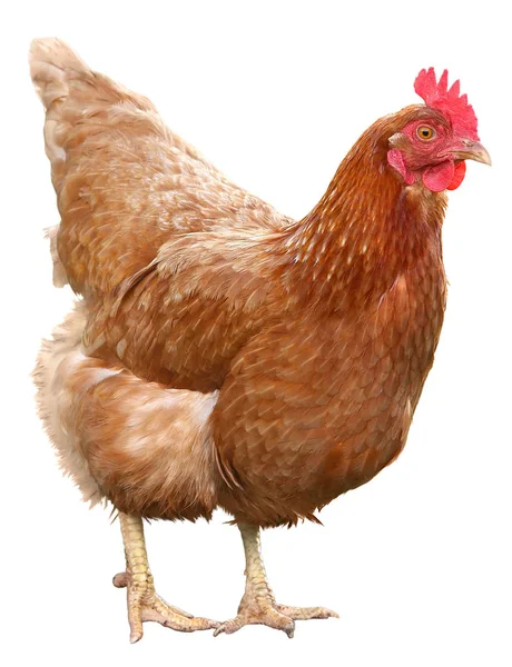 Bela galinha marrom isolado no fundo branco . — Fotografia de Stock