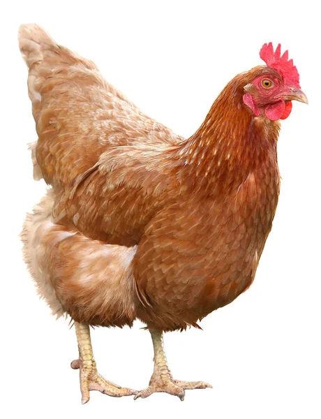 Bella gallina marrone isolata su sfondo bianco . — Foto Stock