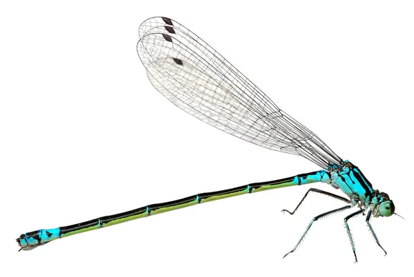 Μπλε Dragonfly απομονωθεί σε λευκό φόντο. Μακροεντολή — Φωτογραφία Αρχείου