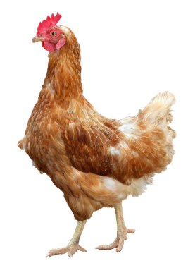 Beyaz arka plan üzerinde izole güzel kahverengi tavuk.