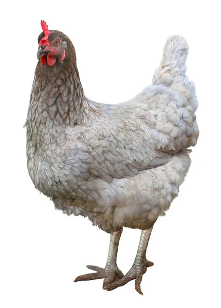 Belle poule de poulet isolé sur fond blanc . — Photo