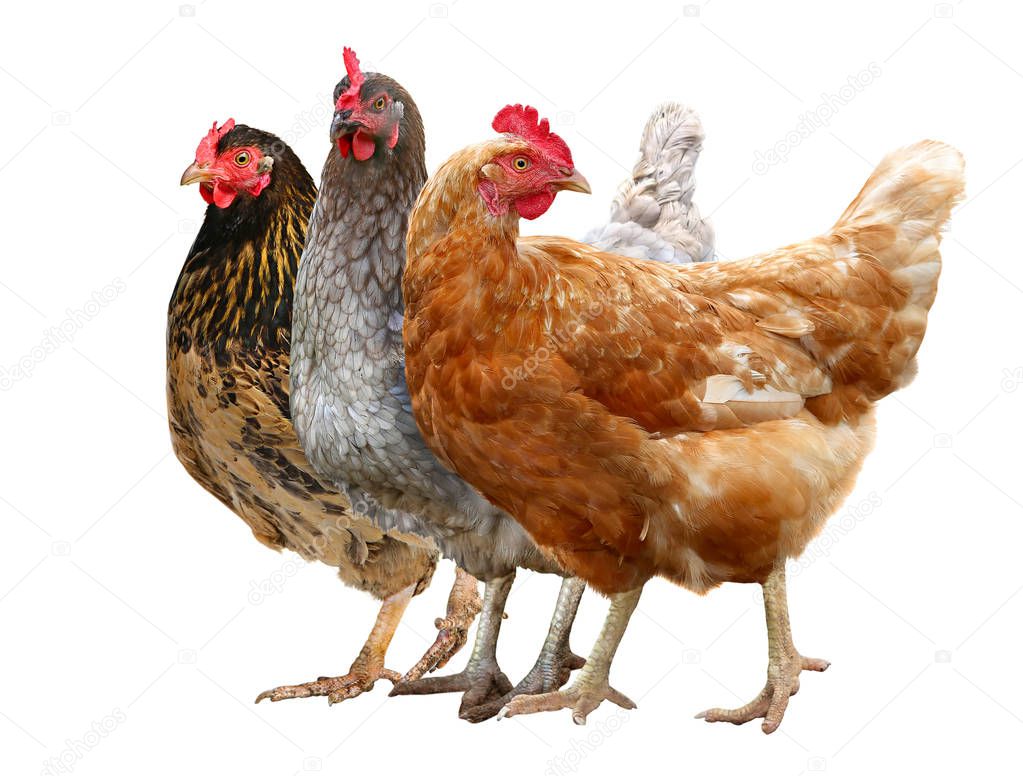 Three Chickens Brown hen isolated on white background.