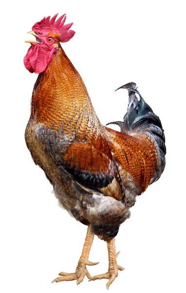 Gallo colorato gallina marrone isolato su sfondo bianco — Foto Stock