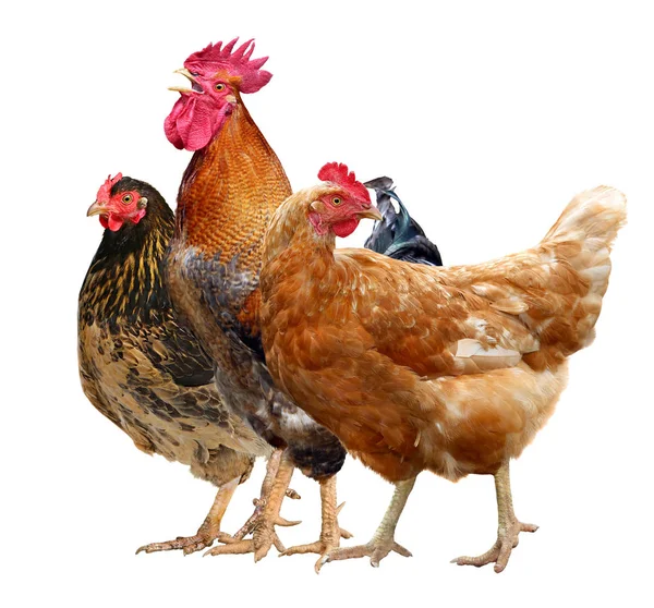 Tiga ayam, ayam jantan dan ayam terisolasi di latar belakang putih . — Stok Foto